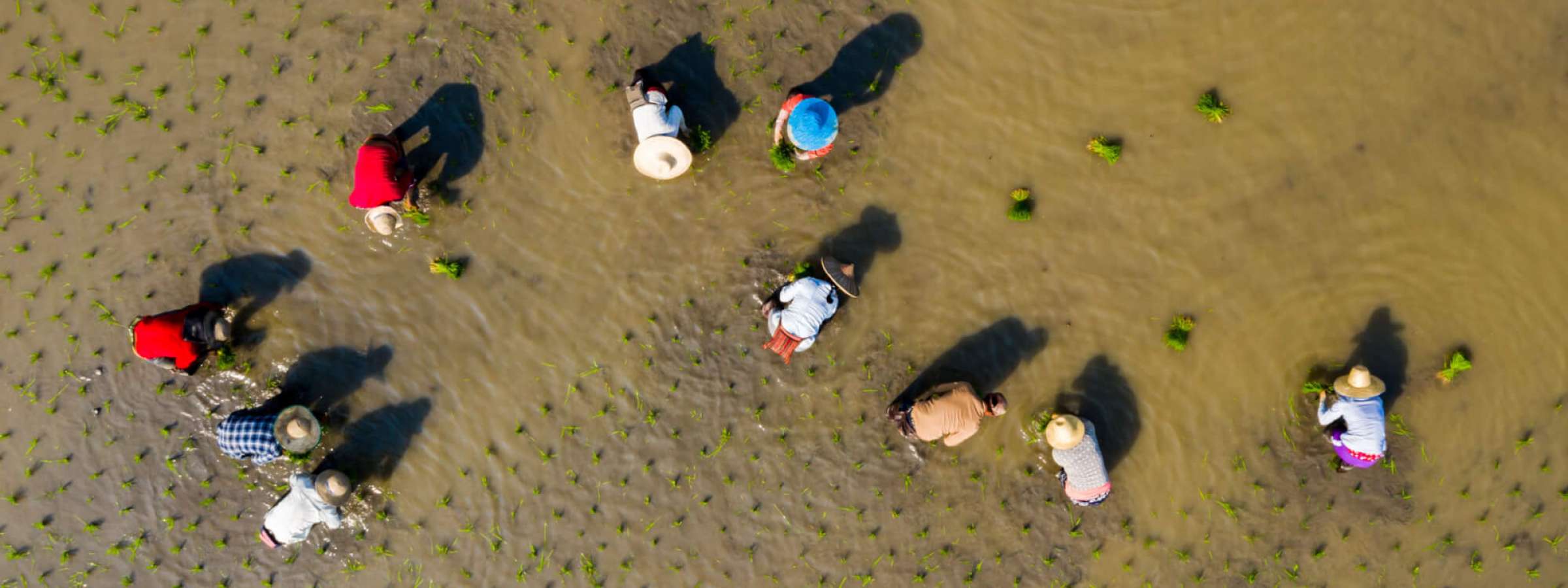 Aerial top view of group of traditional asian farmer planting rice on a beautiful field filled with water, People work farming profession rural villager People work farming profession rural villager
